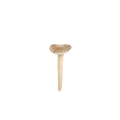 Svamp